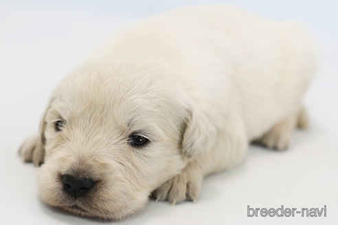 成約済の神奈川県のゴールデンレトリーバー-360180の1枚目